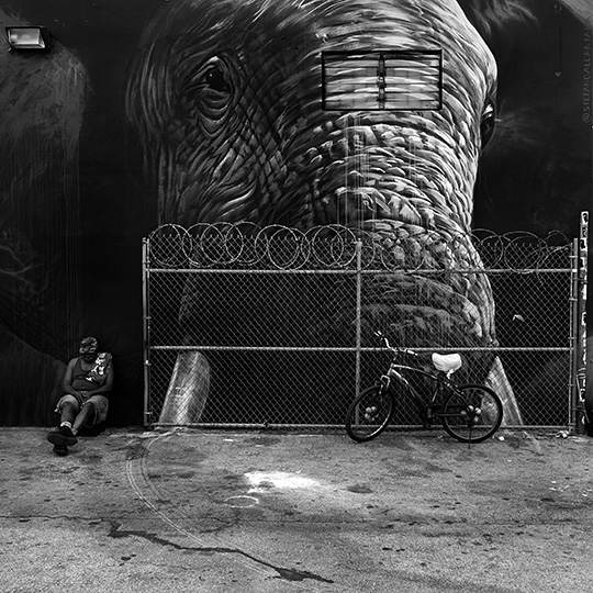 Photograph of street art of an elephant. Fence, bicycle, and man in the foreground.