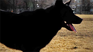 still of menacing black dog from "Hook"