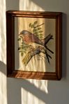 Framed print of a bird on a branch.