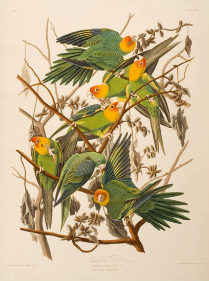 John James Audubon | Carolina Parrot