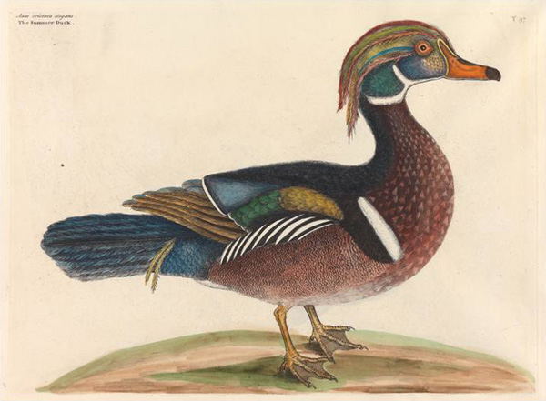 Mark Catesby | Anas cristate elegans (The Summer Duck)